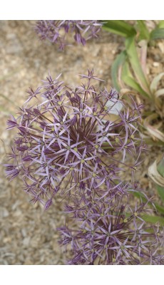 ALBOPILOSUM (Allium Cristophii)